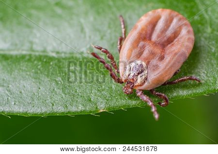 The Tick Is Sitting On A Green Leaf.