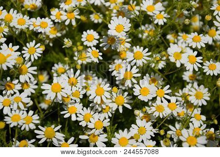 Chamomile Flowers. Pharmaceutical Camomile. Medicinal Plant Chamomile, Flowering.