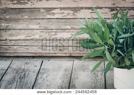 Salvia Officinalis. Sage Leaves On Old Wooden Table. Garden Sage. Rustic Enameled Mug. Retro Magazin