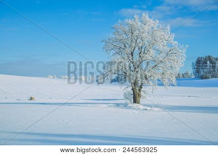 Cold Winter In Latvia.