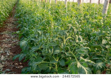 Bio Farming In Italy, Cultivation Of Tomatoes In Greenhouse, Agriculrutal Region Near Fondi, Lazio,