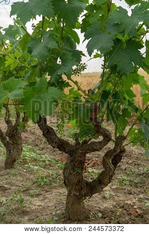Old Traditional Alberello  Vineyards With Rows Of Primitivo Wine Grapes Plants In Great Wine Region