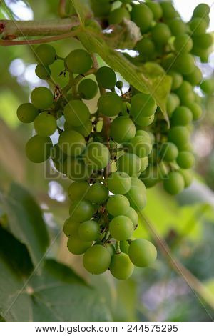 Ripening Of White Wine Muscat Grapes Plants In Great Wine Region Of South Italy Apulia