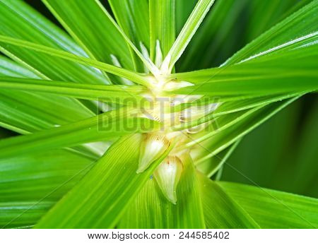 Closeup Detail Of Umbrella Sedge Or Cyperus Alternifolius