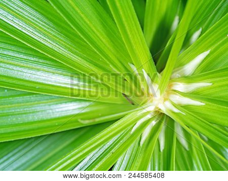 Closeup Detail Of Umbrella Sedge Or Cyperus Alternifolius