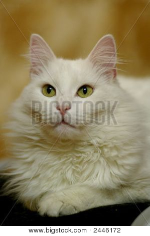 Beyaz kedi