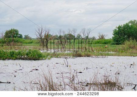 Dry Trees On The Background Of Wildlife, Flooded Trees And Meadows,