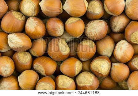 Hazelnut Whole Walnut Brown Brown Shell Set Pattern Many Nutwood