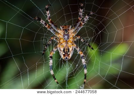 The Garden Cross Spider Sitting On Web - Araneus Diadematus - Closeup - Macro