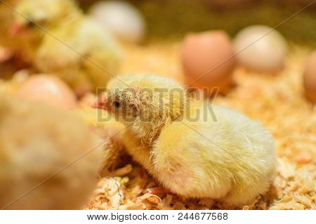 Chicken With Only A Few Hours Of Birth