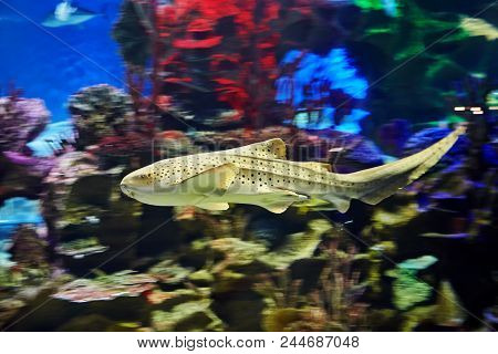 One Leopard Shark Or Triakis Semifasciata In Seawater Aquarium, Background With Motion Blur.