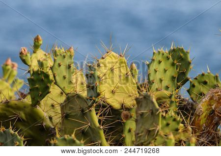 Pricly Pear Wild Green Succulent Cactus Near The Ocean