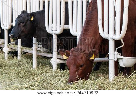 Aberdeen Angus Calves In Feedlot Eating Hay