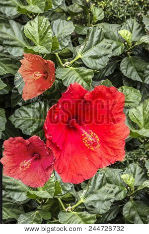 Red Hibiscus Flowers (china Rose, Chinese Hibiscus, Hawaiian Hibiscus) In Tropical Garden