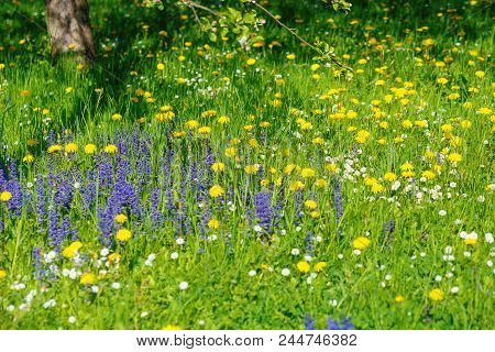 Beautiful Spring Bows With Blooming Blooms. Meadow Flower