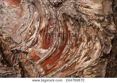 Natural Textured Uneven Brown-red Surface Of Tree Bark With Radial Fibers As Background. Selective F