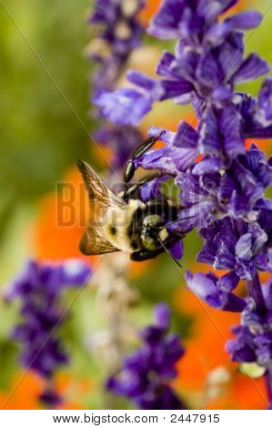 Macrofotografía