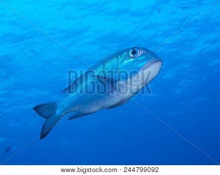 Low Angle View Ulua Underwater With Ocean Surface In Background