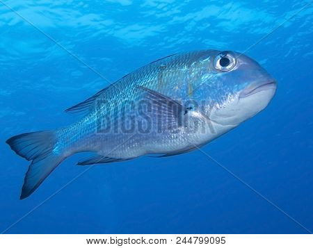 Close Low Angle View Of Trevally Or Ulua Fish Underwater In Hawaii