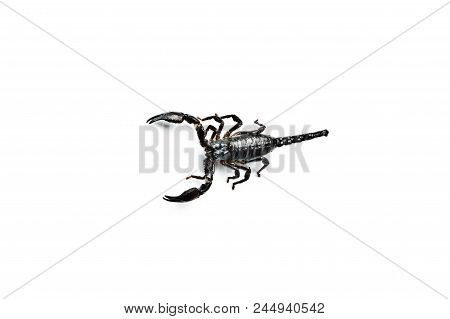 Asian Forest Scorpion Isolated On White. Heterometrus Petersii.