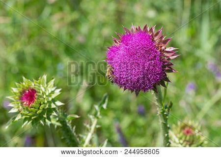 Field Of Thistles (cirsium) At Start Of Flowering Time In Ukraine