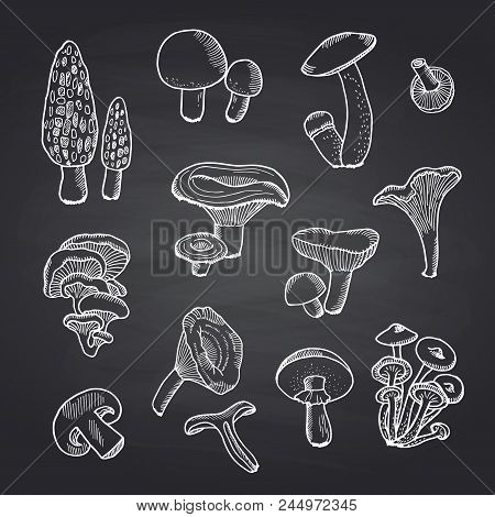 Vector Hand Drawn Foof Mushrooms Of Set On Black Chalkboard Illustration