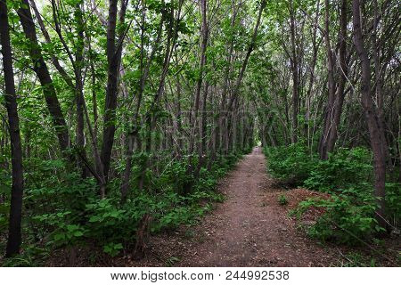 Gloomy Narrow Road Among Trees 4896 X 3264 300dpi