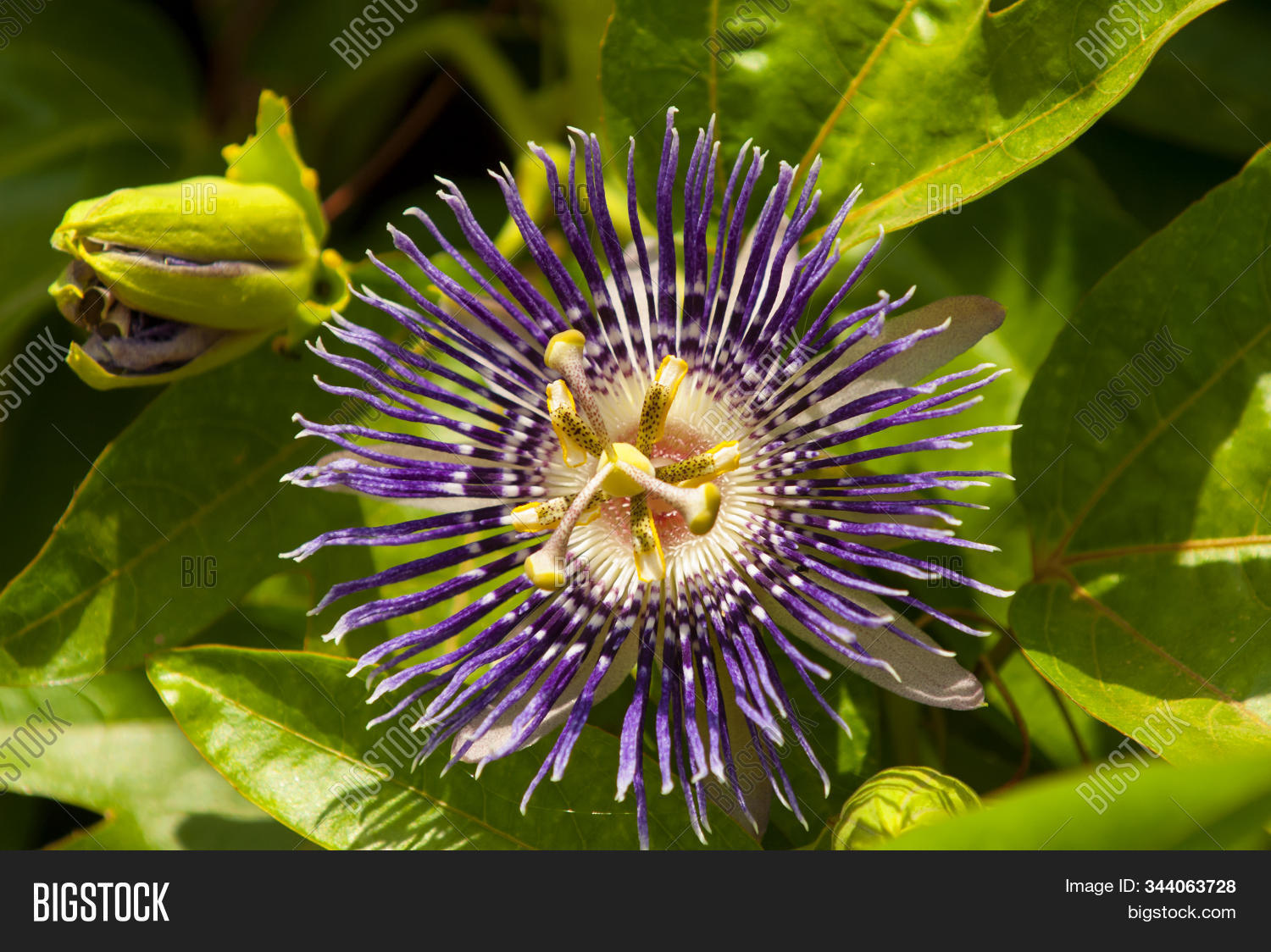 Get Wallpaper Passiflora Incarnata Image Photo Free Trial Bigstock Desktop Wallpaper