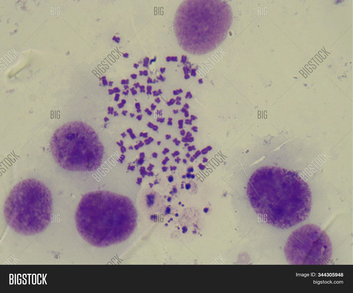 Wallpaper Human Mitotic Image Photo Free Trial Bigstock For iPhone