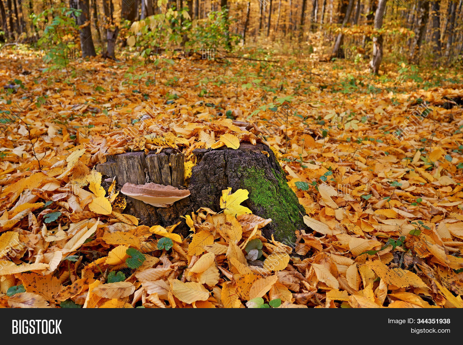 Mushroom Tinder On Image Photo Free Trial Bigstock Tinder is more than a dating app. bigstock