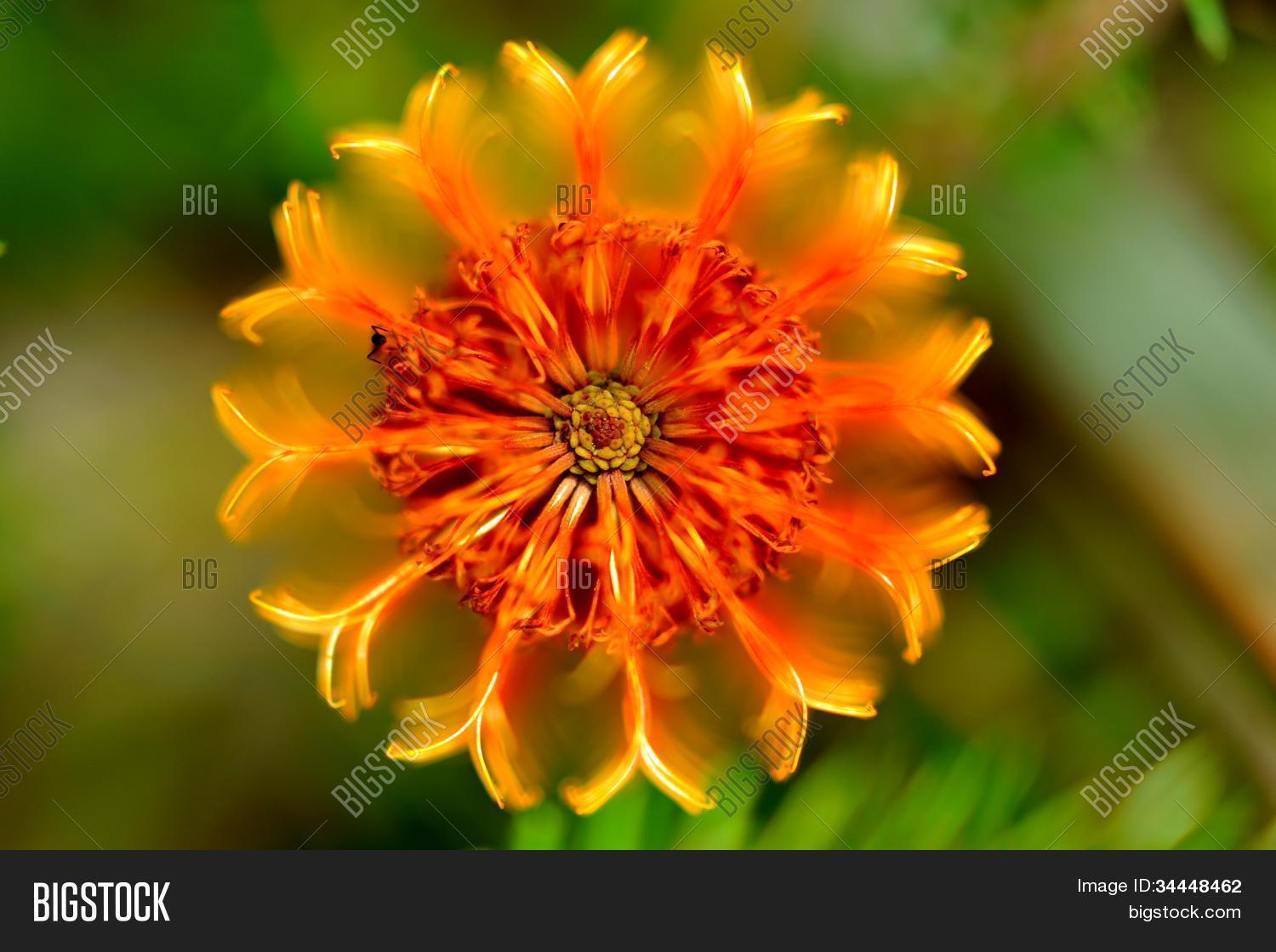 Image Preview