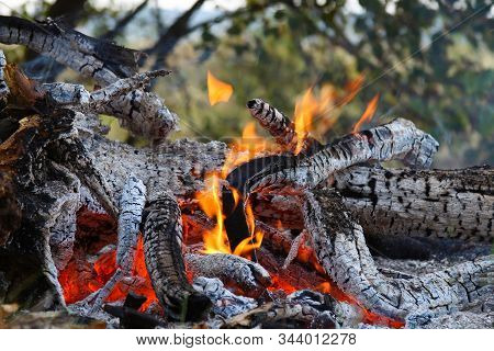 Red Burning Fire Smolders Smolders Burnt Tree Closeup