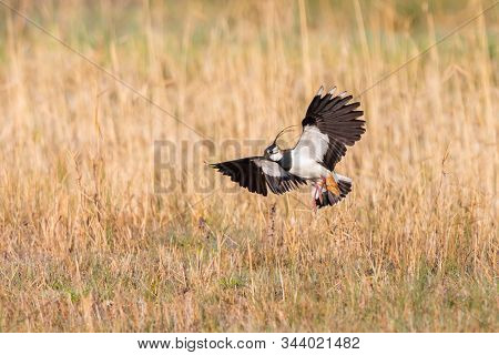 Lapwing Bird (vanellus Vanellus) Landing With Spread Wings In Reed