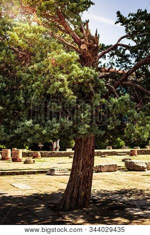 Old Alley With Pine Trees In The Memorial Park Near The Castello Di San Giusto In Trieste Italy With