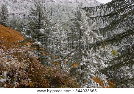Mountains, Winter Snowy Forest.