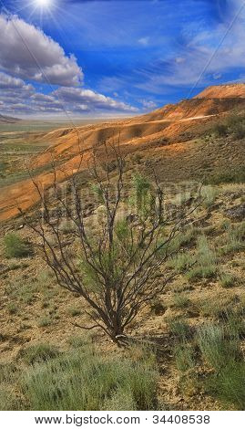 Alberi Saxaul (Ammodendron)