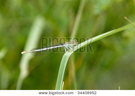 Gemeinsame Bluetail Damselfly
