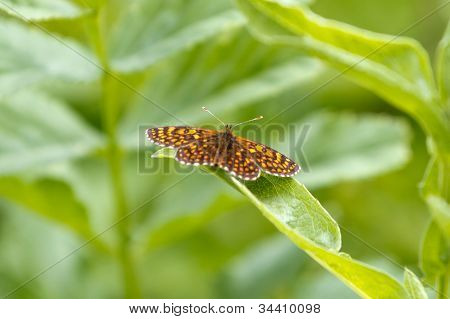 Pomarańczowy motyl
