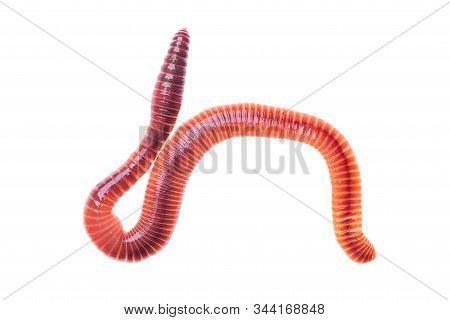 Macro Shot Of Red Worm Dendrobena, Earthworm Live Bait For Fishing Isolated On White Background.
