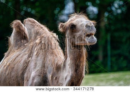 The Bactrian Camels, Camelus Bactrianus Is A Large, Even-toed Ungulate Native To The Steppes Of Cent