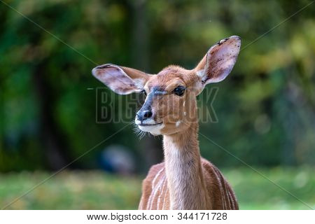 The Nyala, Tragelaphus Angasii Is A Spiral-horned Antelope Native To Southern Africa. It Is A Specie