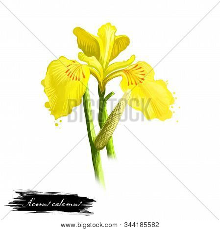Bach - Acorus Calamus Ayurvedic Herb, Flower. Digital Art Illustration With Text Isolated On White. 