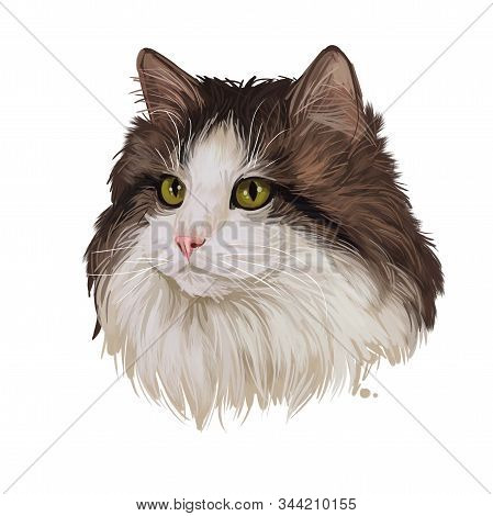 Norwegian Forest Cat Norsk Skogkatt Or Norsk Skaukatt Breed Of Domestic Cat. Digital Art Illustratio