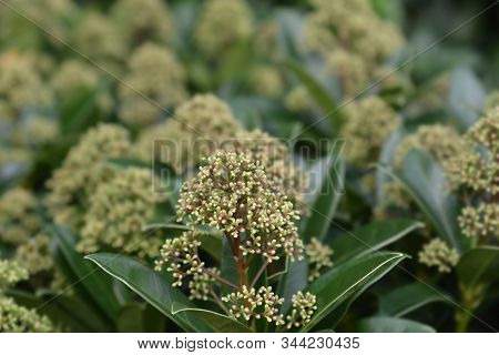 Skimmia Fragrant Cloud Flower Buds - Latin Name - Skimmia Japonica Fragrant Cloud
