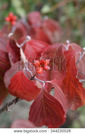 Flowering Dogwood Cherokee Princess - Latin Name - Cornus Florida Cherokee Princess