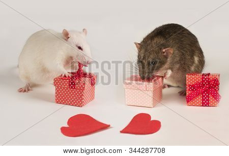 The White And Gray Rats Are Sorting Out Their Gifts
