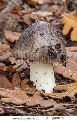 Tricholoma Portentosum Growing On The Forest Floor