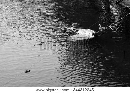 Two Birds Near A Small Sinken Boat In A Mediterranean Sea.