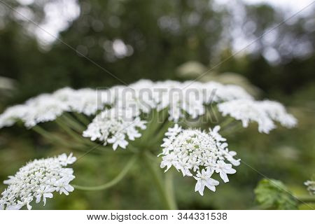 Flowering Of Dangerous, Toxic Hogweed Heracleum Or Cow Parsnip On A Summer Day.