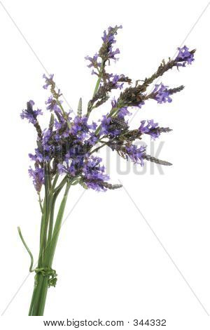 Pacote de lavanda